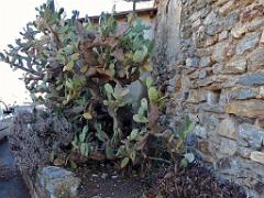 183 ILE DE PORQUEROLLES -2_000033